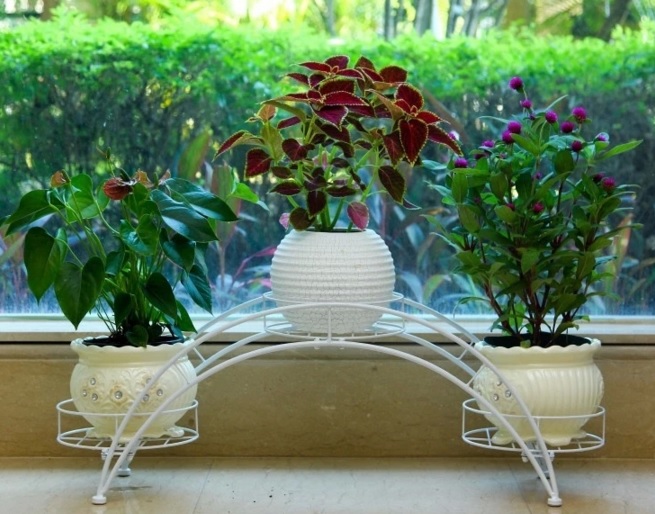 tanaman bunga pada pot